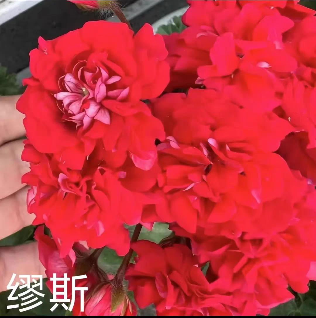 缪斯半兽 重瓣天竺葵阳台花卉盆栽绣球海棠四季开花室内小苗发货图片
