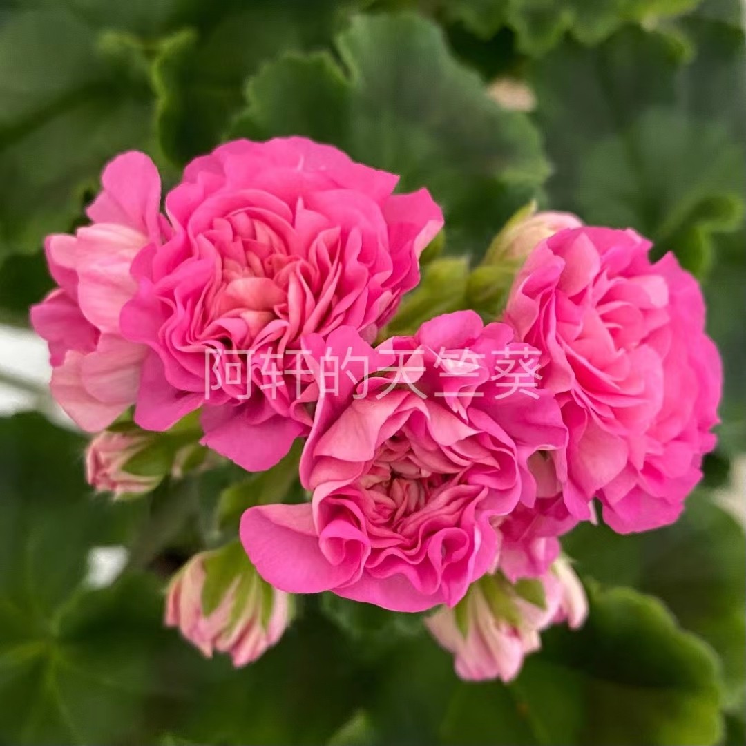 木兰小苗 重瓣天竺葵 阳台花卉盆栽绣球海棠四季开花室内图片