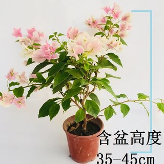 勤花广红樱三角梅爬藤植物盆栽带花盆客厅庭院四季开花新款