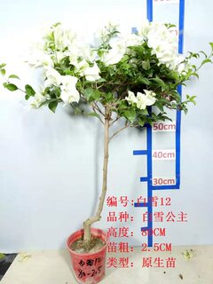 三角梅勤花白雪大苗原生老桩棒棒糖爬藤植物带盆发货庭院四季包邮