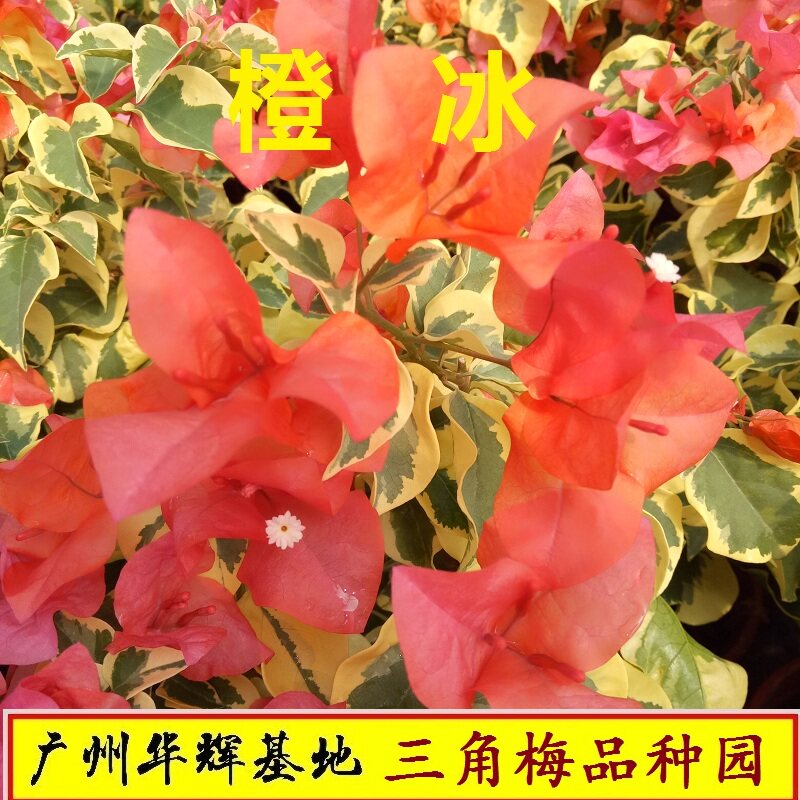 三角梅橙冰金边叶橙勤花品种绿植鲜花花卉花卉盆栽易活 四季花卉