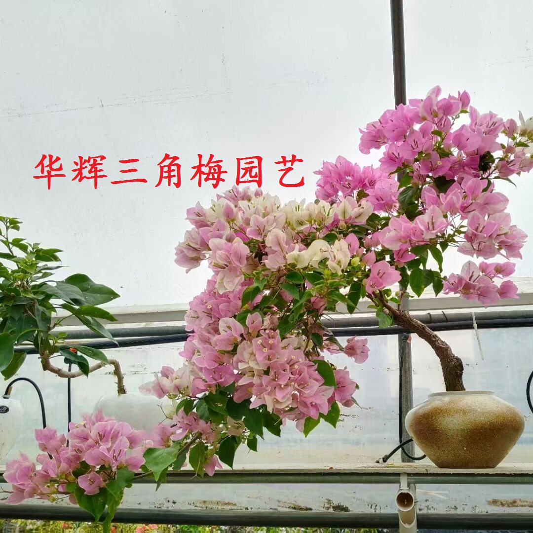 勤花百变红樱三角梅章红樱爬藤盆栽带花盆庭院四季开花大苗棒棒糖
