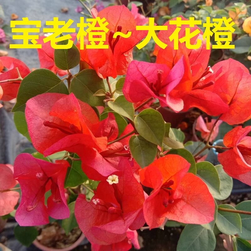 大花宝老橙  三角梅爬藤植物盆栽带花盆客厅庭院四季开花不断包邮