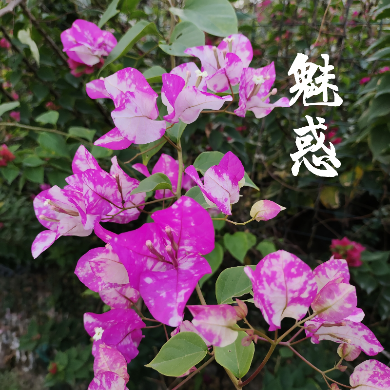 三角梅魅惑勤花品种盆栽带花带盆爬藤植物客厅种植四季花直销包邮