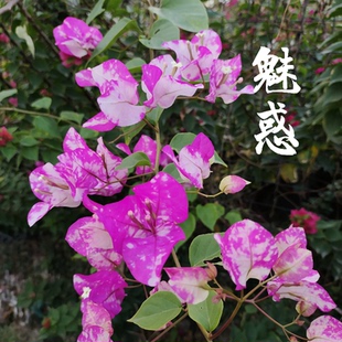 三角梅魅惑勤花品种盆栽带花带盆爬藤植物客厅种植四季花直销包邮