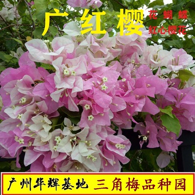 四季开花爬藤品种三角梅勤花品种