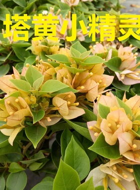 勤花塔黄橙紫小精灵三角梅盆栽带花梅花盆景爬藤植物冬季四季开花