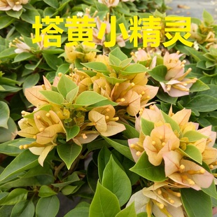 勤花塔黄橙紫小精灵三角梅盆栽带花梅花盆景爬藤植物冬季四季开花