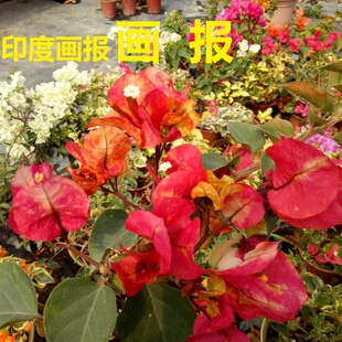 复色印度画报三角梅爬藤植物盆栽带花盆客厅庭院四季开花新款包邮