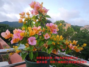 勤花金发女郎变色龙三角梅爬藤植物盆栽带花盆客厅庭院四季 开花