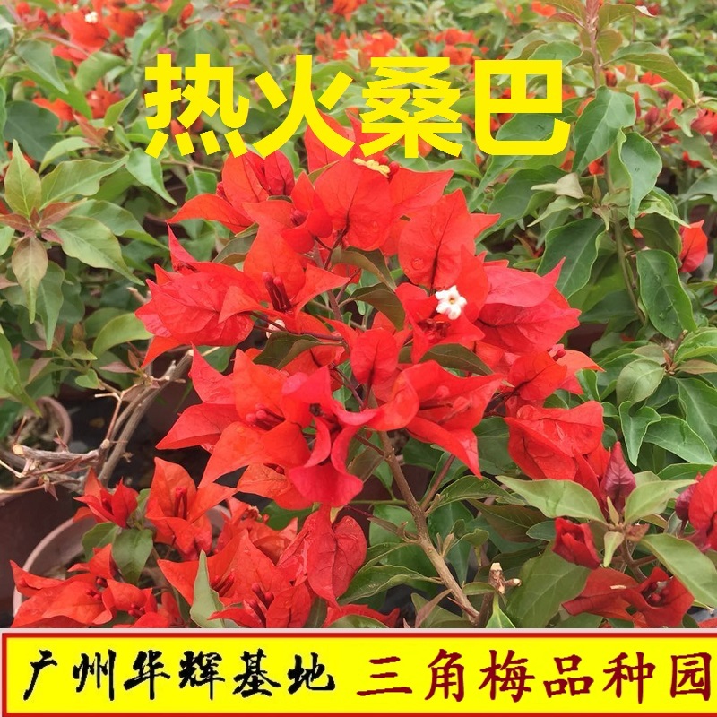 勤花正红热火桑巴三角梅爬藤植物盆栽带花盆客厅庭院四季开花包邮