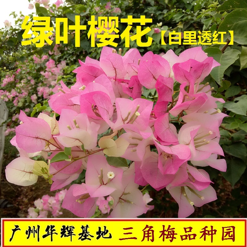 四季开花爬藤品种三角梅勤花品种