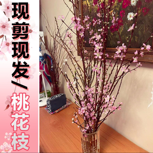 桃花枝遇水开花水培花卉鲜桃树枝家用客厅插花瓶真花泡水干枝桃花
