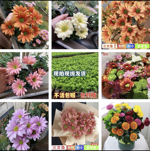 菊花苗对版切花雏菊苗三文鱼盆栽地栽耐热耐寒草本多年生宿根植物