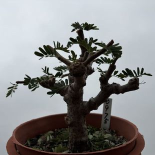 豆科园艺绿植沙漠苏木Senna meridionalis包邮阳台办公室一物一拍