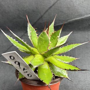 多肉园艺绿植盆栽龙舌兰植物姬霍利达包邮阳台客厅办公室一物一拍