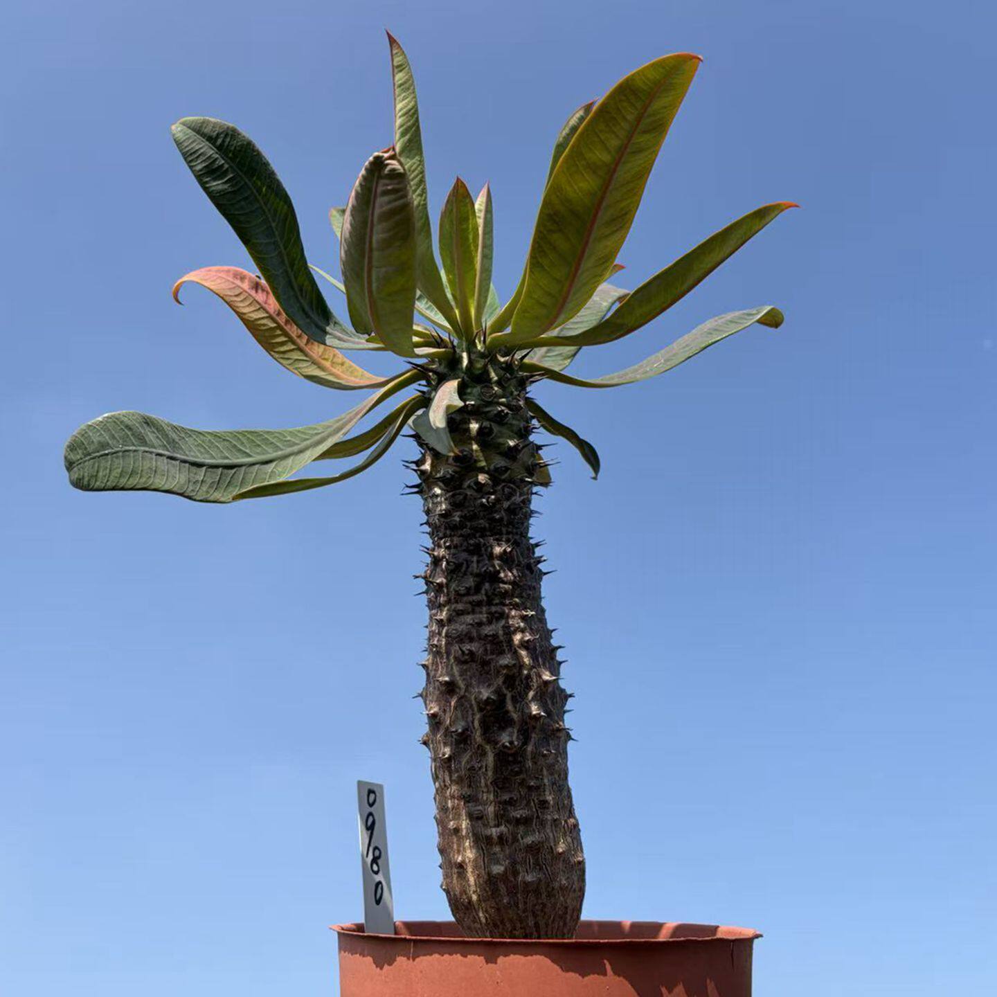 园艺绿植盆栽大戟科植物瓶干麒麟实生块根包邮阳台庭院露养办公室