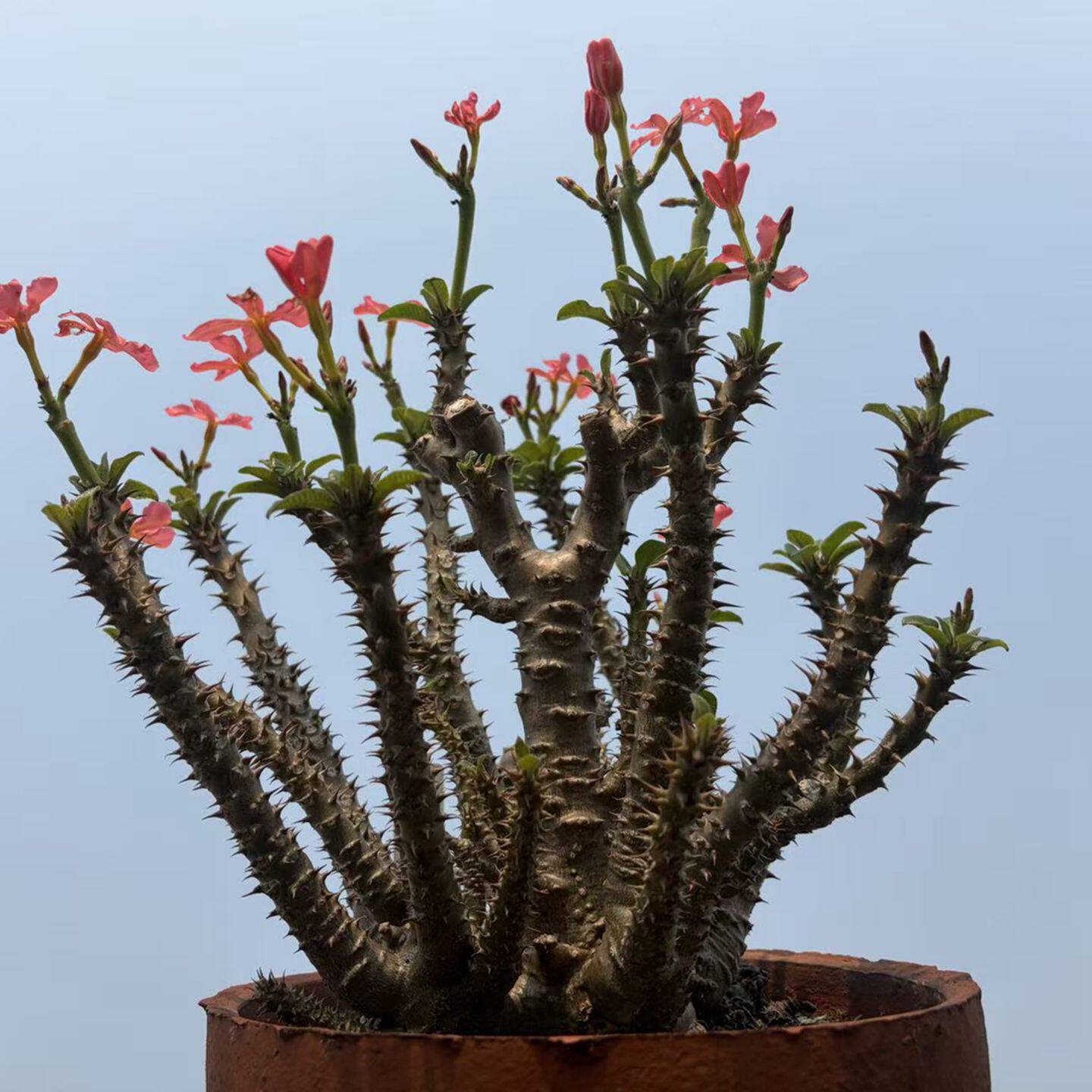 园艺绿植夹竹桃科棒槌树属温莎瓶干实生块根阳台包邮植物一物一拍