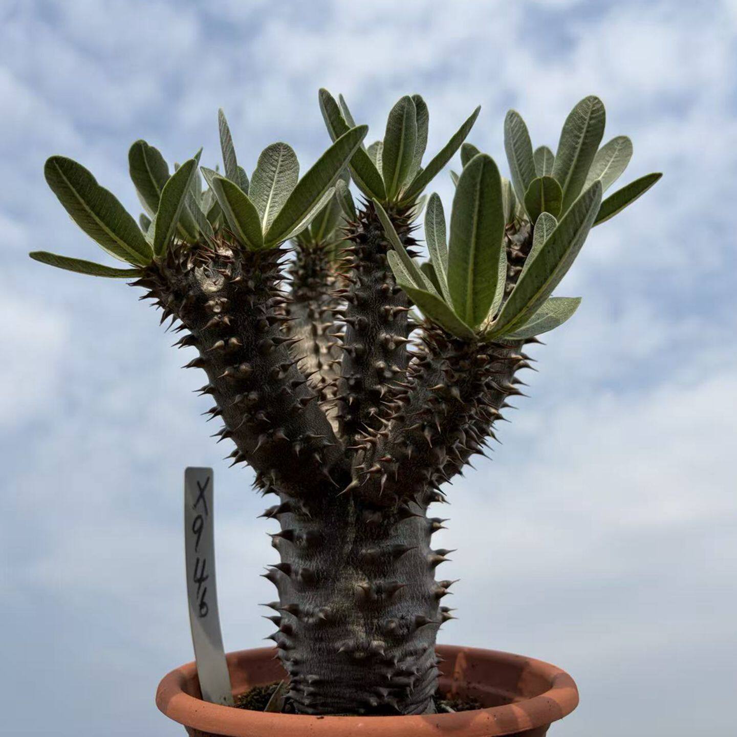 筒蝶春Pachypodium horombense实生阳台客厅包邮夹竹桃科一物一拍