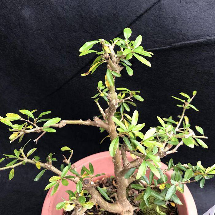 包邮白花石榴造型盆景绿植阳台办公室观花观果植物防辐射一物一拍