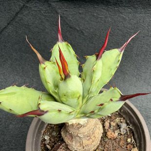 多肉沙生龙舌兰植物姬型绿肌八荒殿老桩阳台庭院露养包邮一物一拍