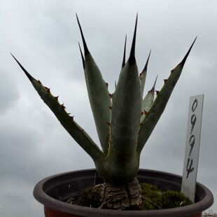 园艺绿植沙生龙舌兰八荒殿原种包邮阳台客厅庭院露养植物一物一拍