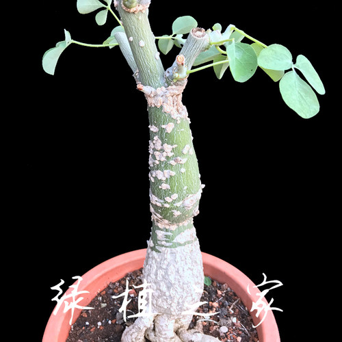 块根西番莲价格 块根西番莲图片 星期三