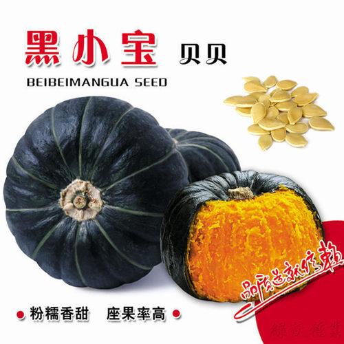 粉糯甜小贝南瓜种子高产抗病好吃