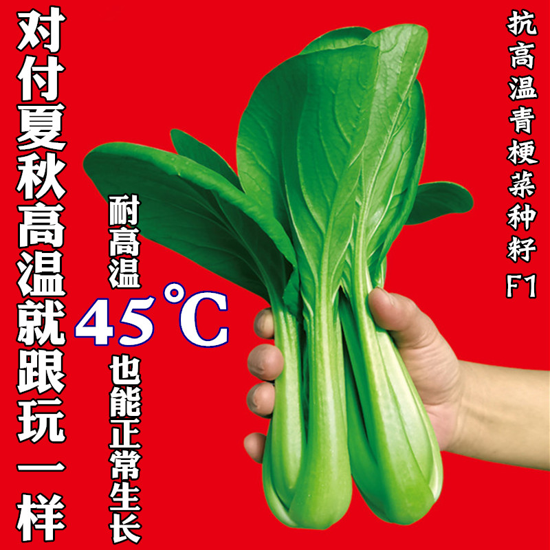 抗高温青梗菜种子快菜青菜种籽甜脆好吃夏季南方耐雨原装蔬菜种子