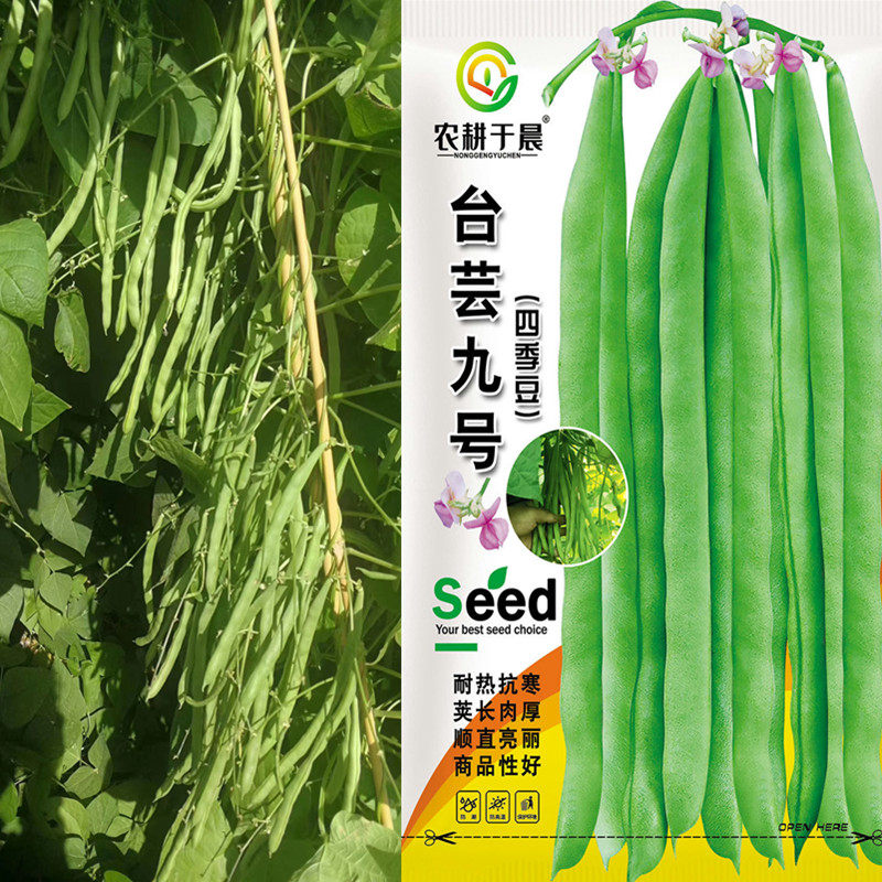 蔬菜种子台芸九号小金豆高产
