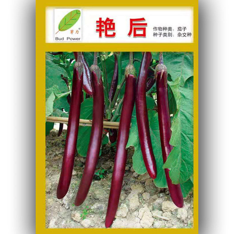 芽力茄子种籽艳后蔬菜种子紫红长茄超闽茄三号四季播绿沃农业包邮