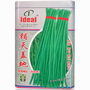 铺天盖地豇豆种子四倍体菜豆种子口感好翠绿长豆角中早熟菜豆种子