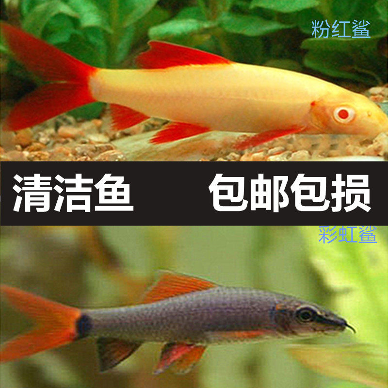 观赏鱼热带鱼鲨鱼彩虹鲨 粉红鲨 红尾黑鲨工具鱼清洁鱼活体包活