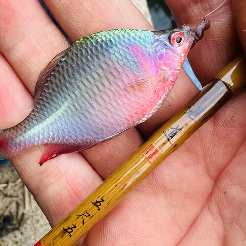 湛道手竿并继小物竿振出小物竿