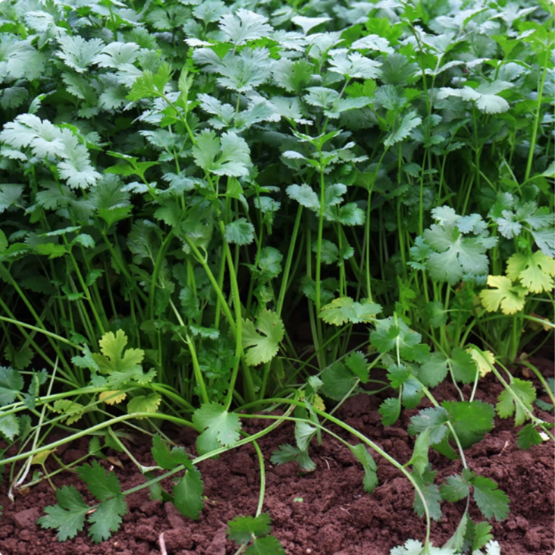 新鲜香菜  火锅城当季农家自种蔬菜现摘叶子菜,水产肉类/新鲜蔬果/熟食,叶菜类,淘宝优惠券,粉丝福利购,淘宝优惠卷