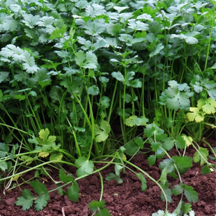 新鲜香菜  火锅城当季农家自种蔬菜现摘叶子菜