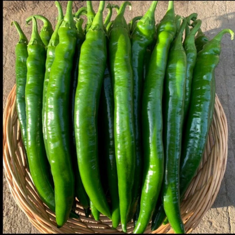 美辣一号辣椒皮薄肉厚香辣脆爽新鲜采摘炒食无皮
