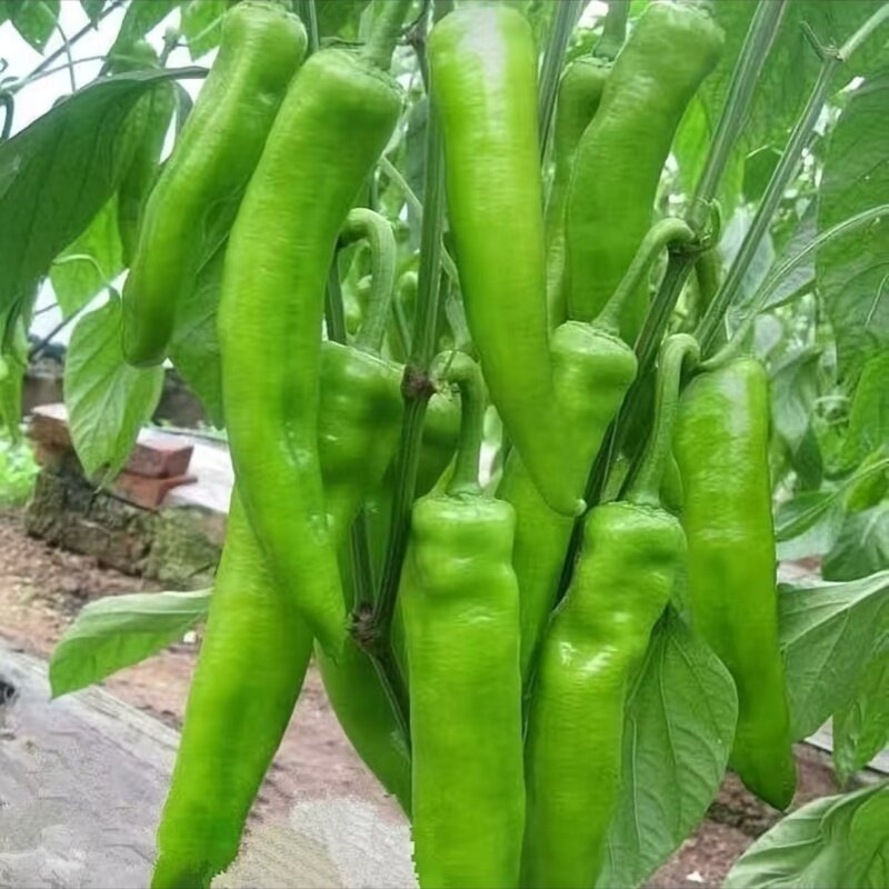 黄皮椒牛角椒新鲜蔬菜薄皮肉厚尖椒新鲜采摘微辣现摘现发