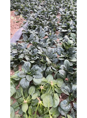 新鲜菠菜现摘现发