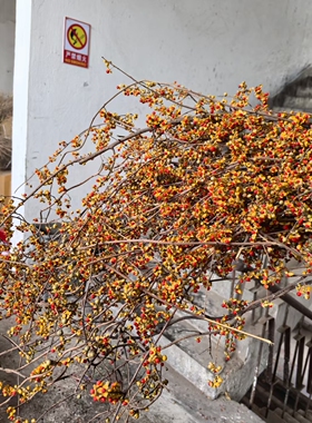 南蛇藤天然植物藤条枝软装民宿插花干花花束树枝装饰桌面侘寂风