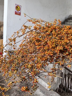 南蛇藤天然植物藤条枝软装民宿插花干花花束树枝装饰桌面侘寂风