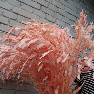 永生小盼草婚礼花艺飘逸垂感自然花穗点缀装 饰