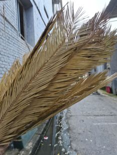 【铁树叶】婚庆用枯黄黄绿叶材正面光滑软装美陈拍摄DIY装置橱窗