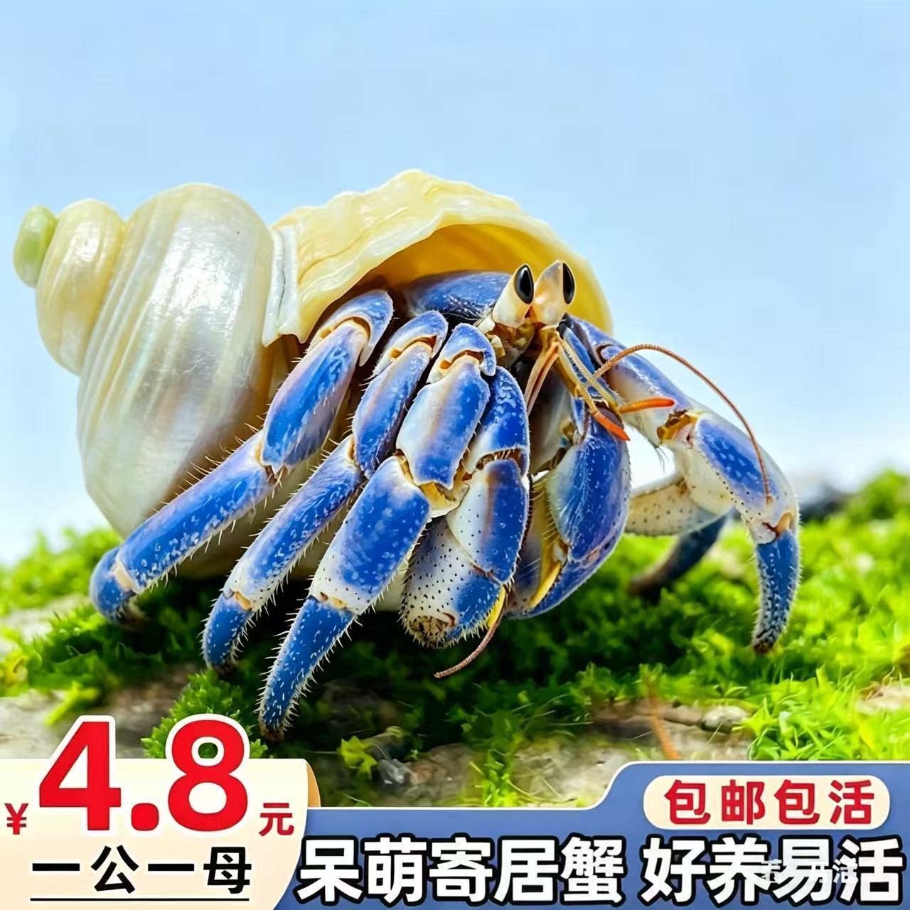 陆生寄居蟹 可爱迷你宠物 陆生草莓短腕紫陆灰白深紫观赏蟹萌宠