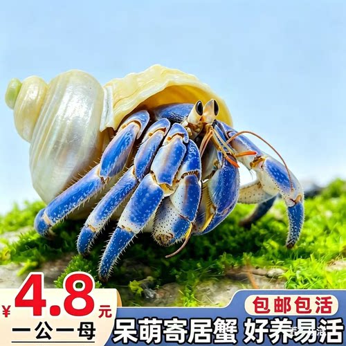 陆生寄居蟹活体萌宠观赏送饲料