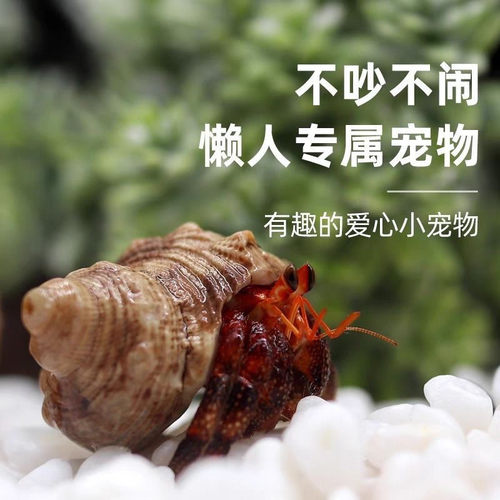 陆生寄居蟹活体宠物好养网红