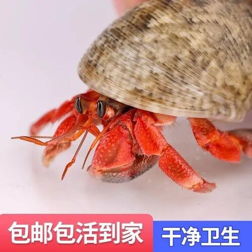 陆生寄居蟹七彩壳新手入门包活