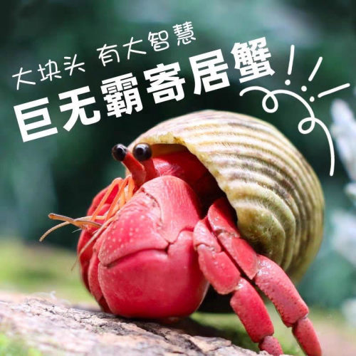 陆生寄居蟹活体萌宠网红萌宠