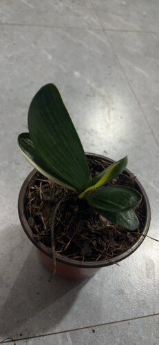君子兰花油看盆栽花卉绿植