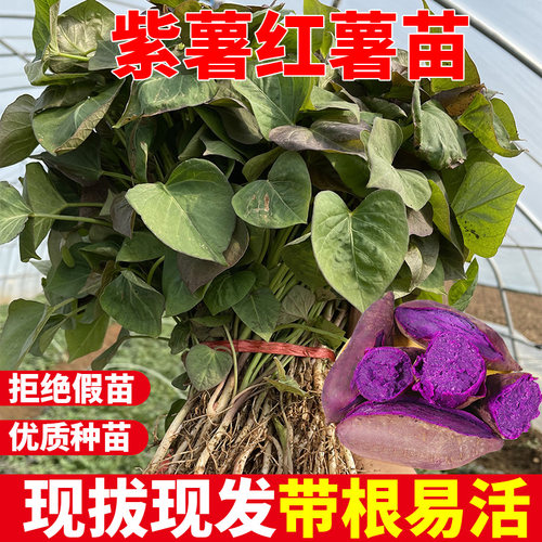 红薯秧苗紫薯苗高产紫罗兰地瓜苗